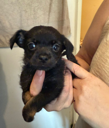 Handsome little boy