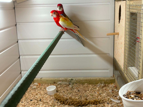 Rosellas