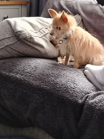 Male chihuahua
