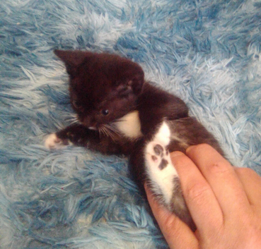 3 gorgeous kittens for sale ready to leave now