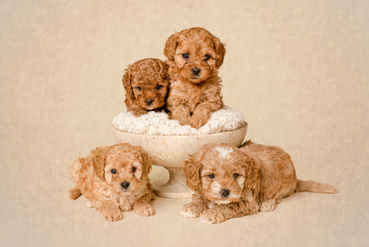 Beautiful F1b Cavapoo Puppies
