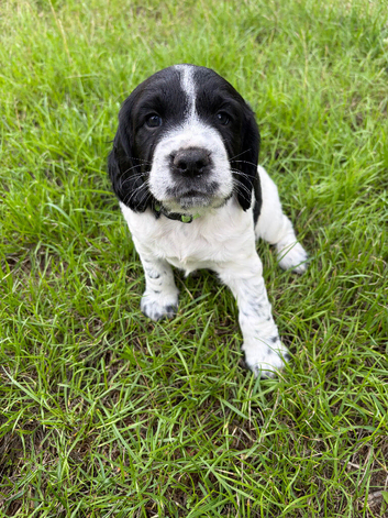 sprocker pups