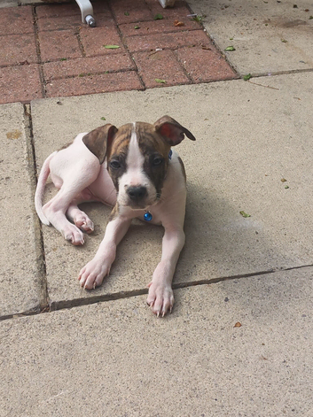 Alapha American bulldog