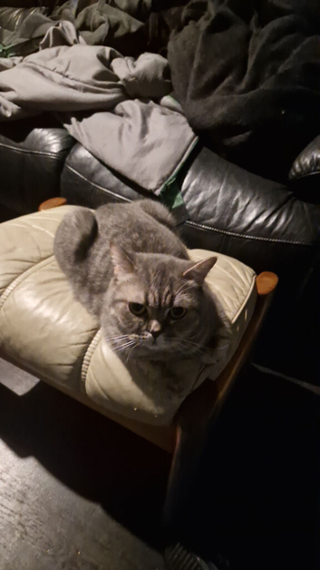3 adorable british shorthairs