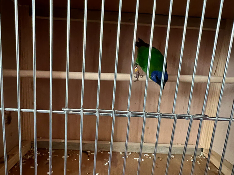 2 x Parrot finch cockbirds. SOLD.