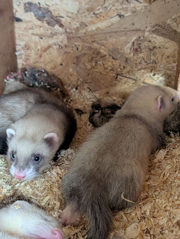 Albino poles and silver