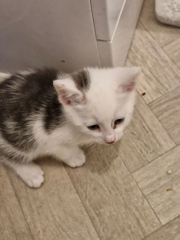 British Shorthair cross Bengal kitten