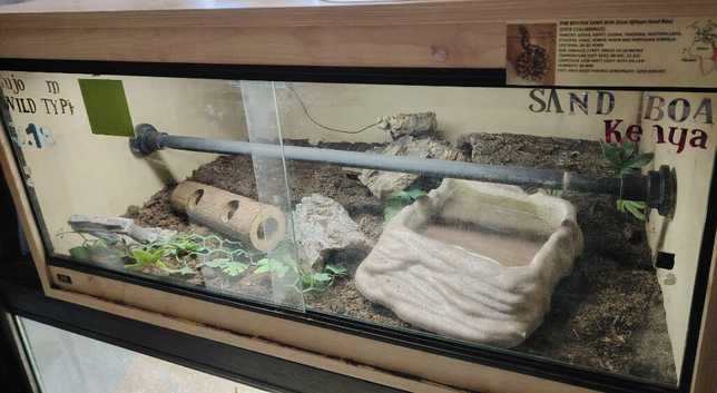 Kenyan sand boa with full setup