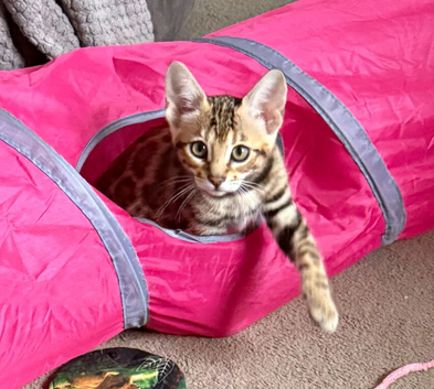 Stunning Bengal Kittens. TICA Registered. 1 Girl available