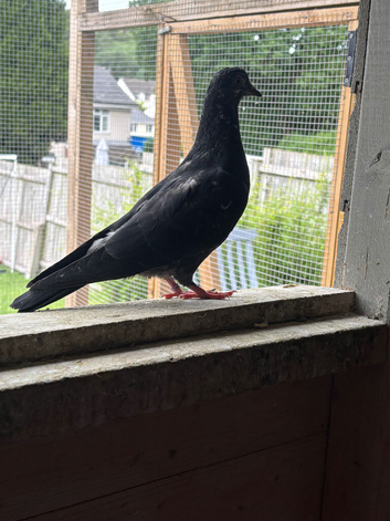 Pigeons for sale