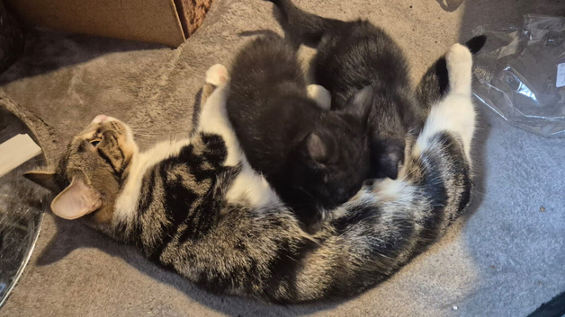 Last 2 females kittens 8 weeks old