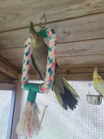 12wk old tiels