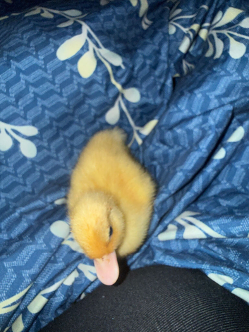 CALL Ducklings ready now.