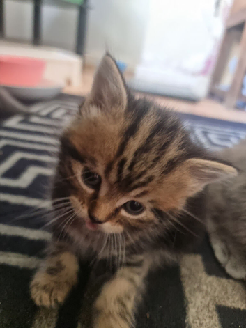 4 beautiful british short hair cross kittens