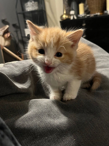 Ginger kittens