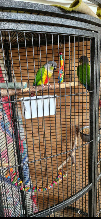 Bonded pair of green cheek conure