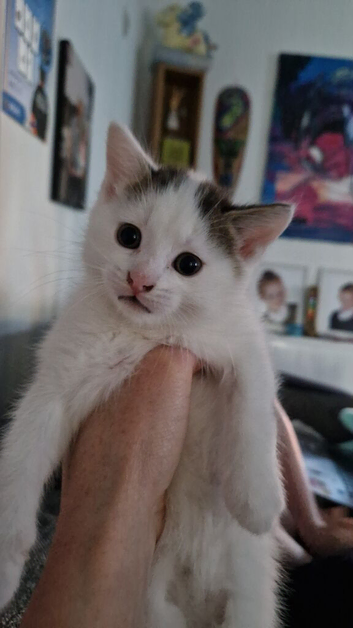 British long hair kitten