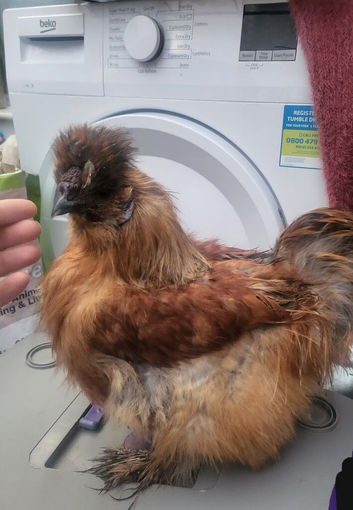 Silkie cockeral