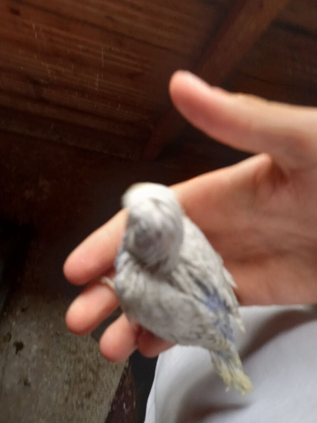 Albino lutino and other budgies