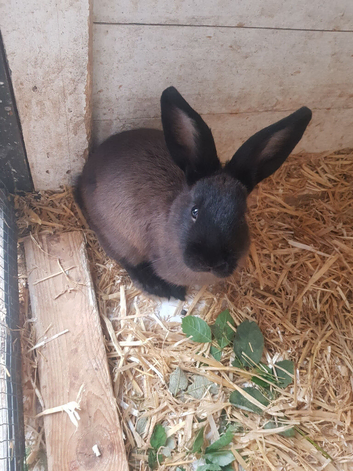 12 week old rabbits 2 boys