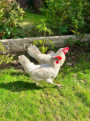 5 Chickens From Sale