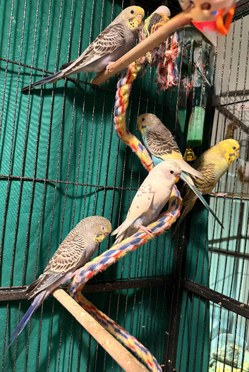 Young Budgies 8 to 10 Weeks Old Available Runcorn Area