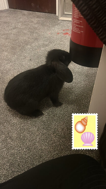 Free 12 week old rabbit for sale to a good home