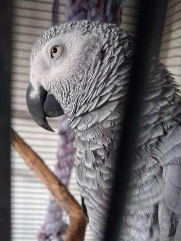 African grey female