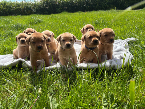 Superb Red Fox & Golden Labrador Puppies