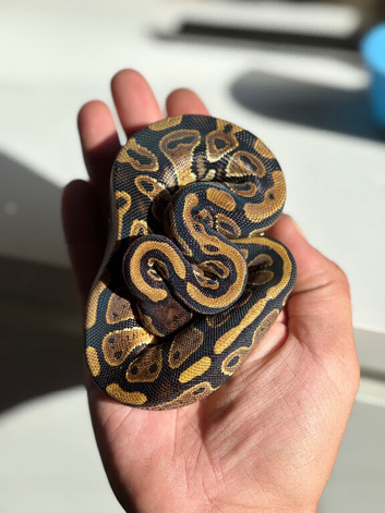 Royal pythons for sale