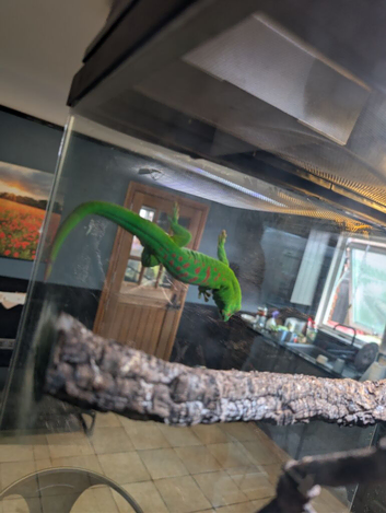 Male  crimson day gecko