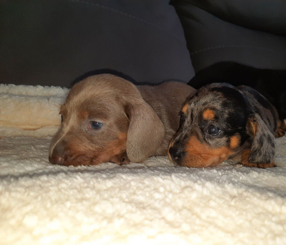 Dachshund puppys