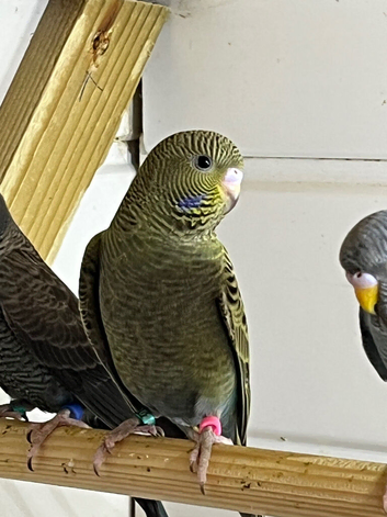 Budgies