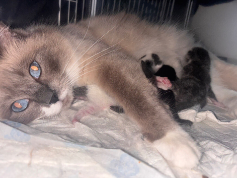 3 beautiful Ragdol X kittens