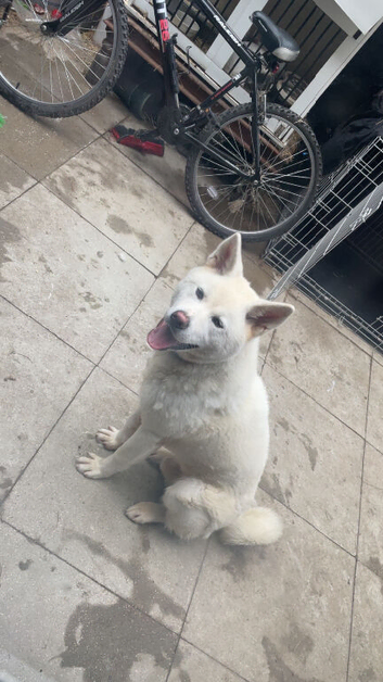 Japanese akita