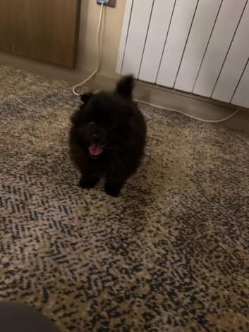 Pomeranian puppies