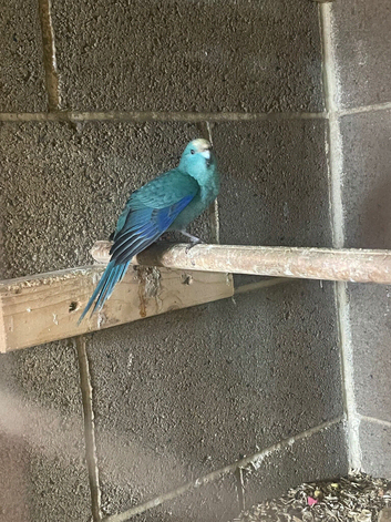 Young kakarikis