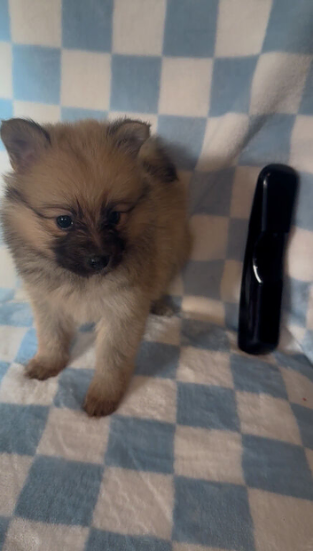 Pomeranian puppies