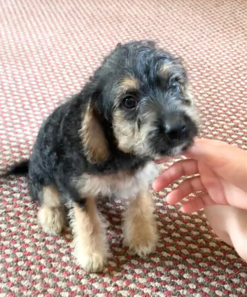 JackChi x Toy Poodle Puppies