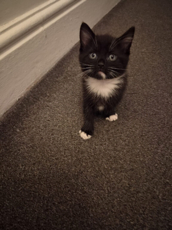 5 lovely friendly kittens for sale