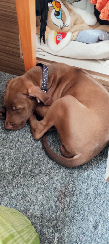 Rhodesian Ridgeback Female