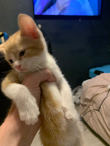 Kittens for sale