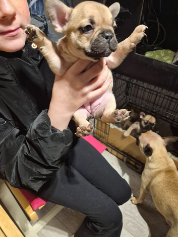2 female frenchies
