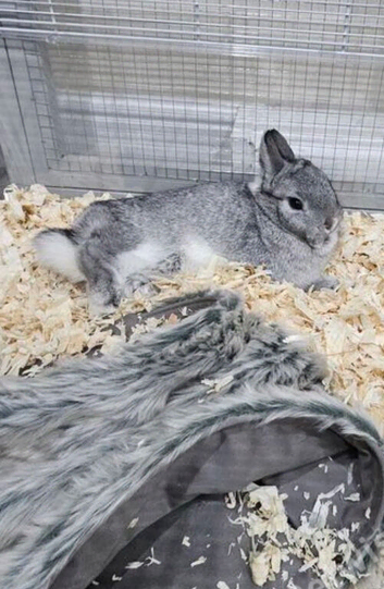 Buck netherland chinchilla