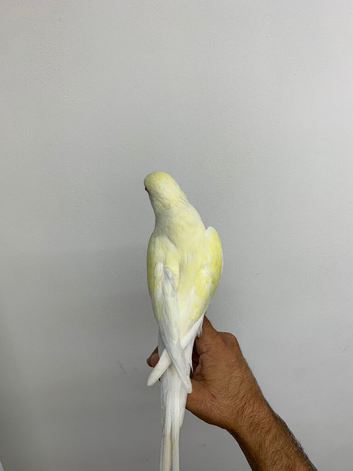Nice tame yellow gold Ringneck