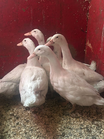 Cherry valley drakes 10 weeks old