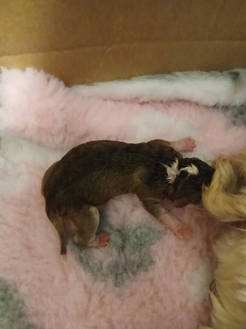 Stunning F2b Cockapoo puppies