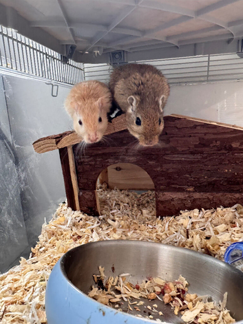 2 gerbils exchange with a male cocktails