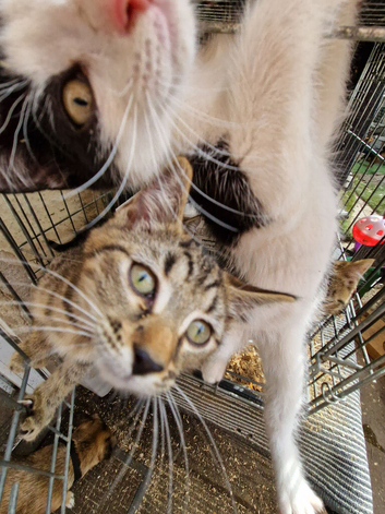 Kittens for sale