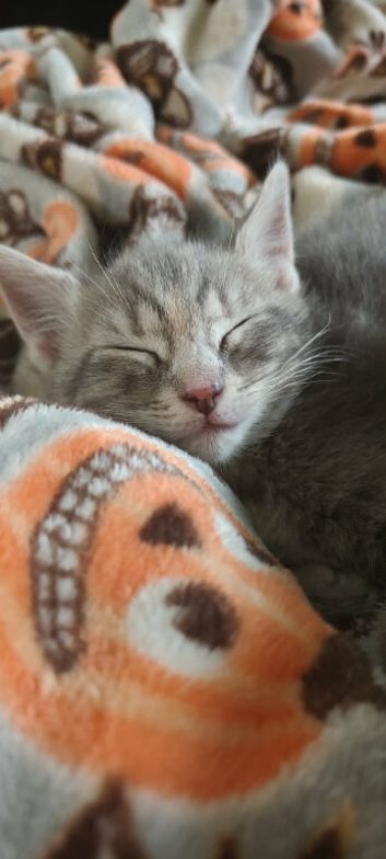 Mixed breed Ragdoll kittens
